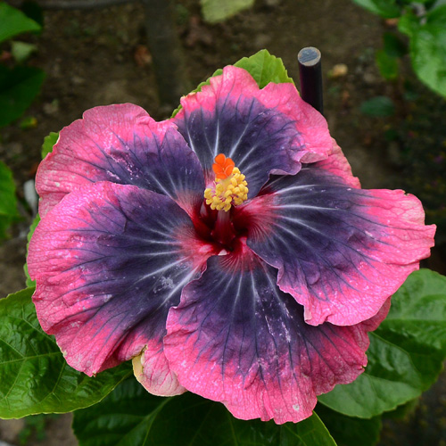 Taiwan Dark Queen - Cutting